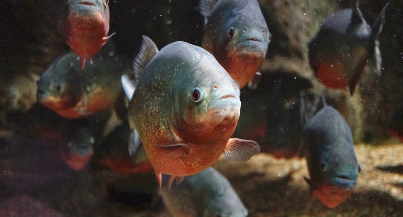 piranhas