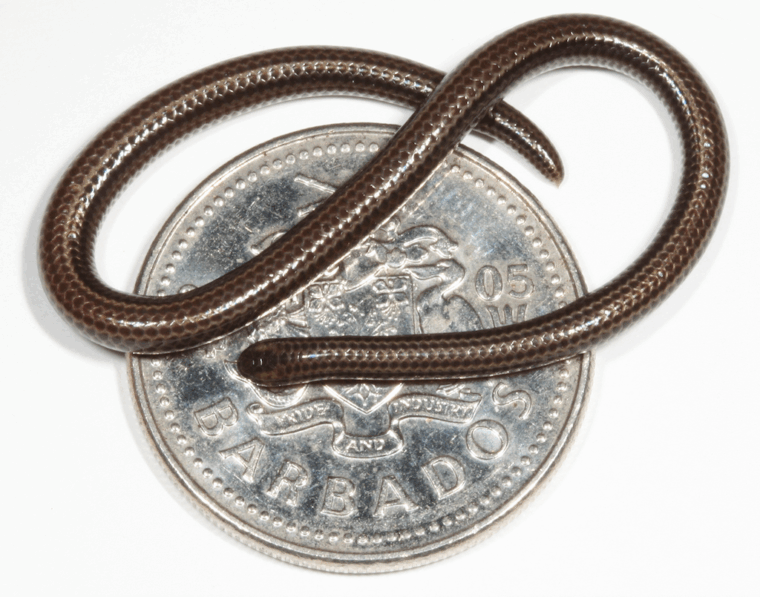 Barbados threadsnake photographed on a coin in 2005.