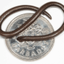 World’s smallest snake spotted in Barbados after 20 years