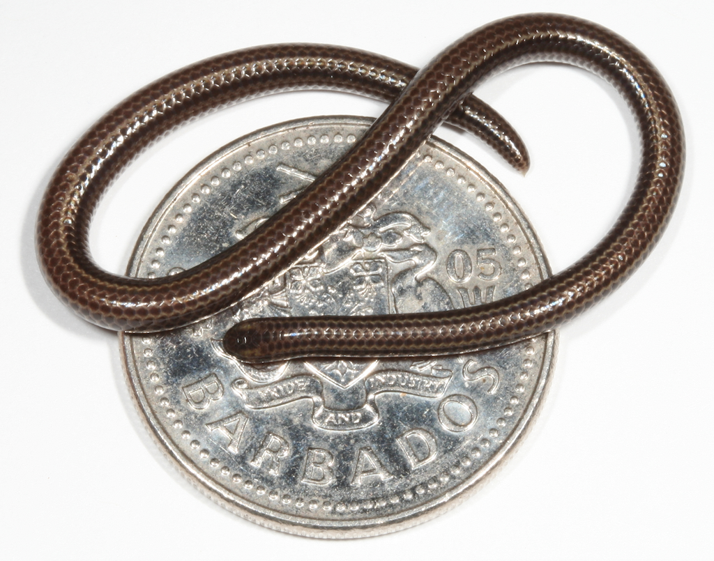 Barbados threadsnake photographed on a coin in 2005. 