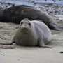 Elephant seals help scientists explore the twilight zone