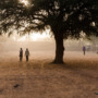 Trees in Niger’s school yards provide shade and education