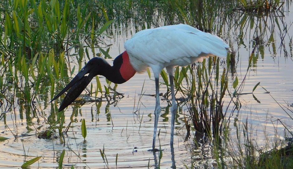 Tululu eating a piranha