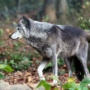 Are wolves scared of humans?