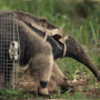 How to tell if anteaters are stressed out