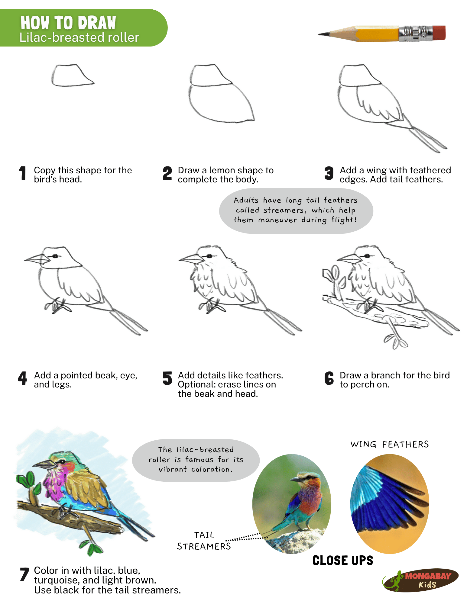 How to draw a lilac-breasted roller
