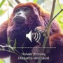 Howler monkey roars and other sounds of the Amazon rainforest