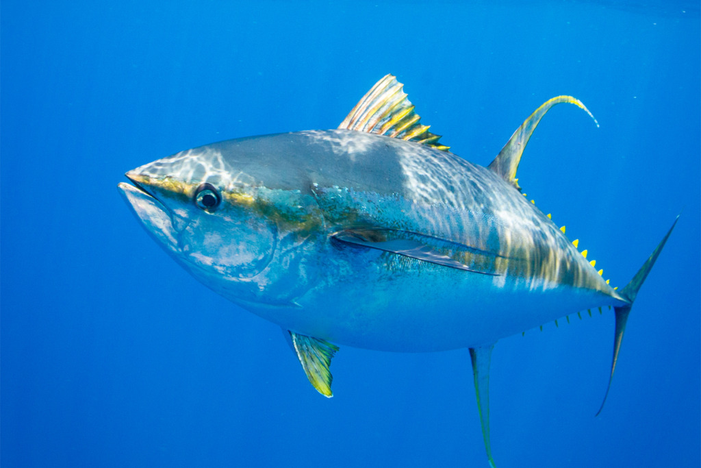 Yellowfin tuna (Thunnus albacares). 