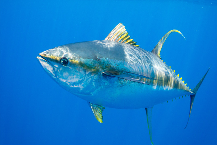 Yellowfin tuna (Thunnus albacares).