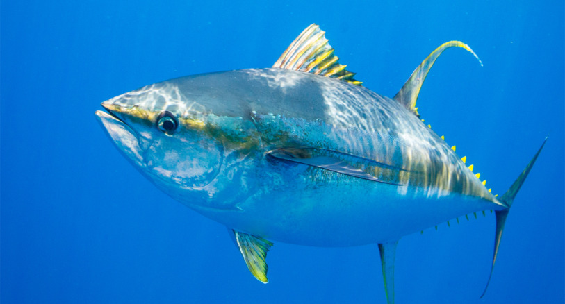 Yellowfin tuna (Thunnus albacares).