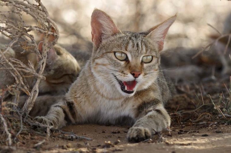 The Afro-Asiatic wildcat (Felis lybica) is the world’s most widely distributed small wildcat, and an ancestor of the domesticated cat.