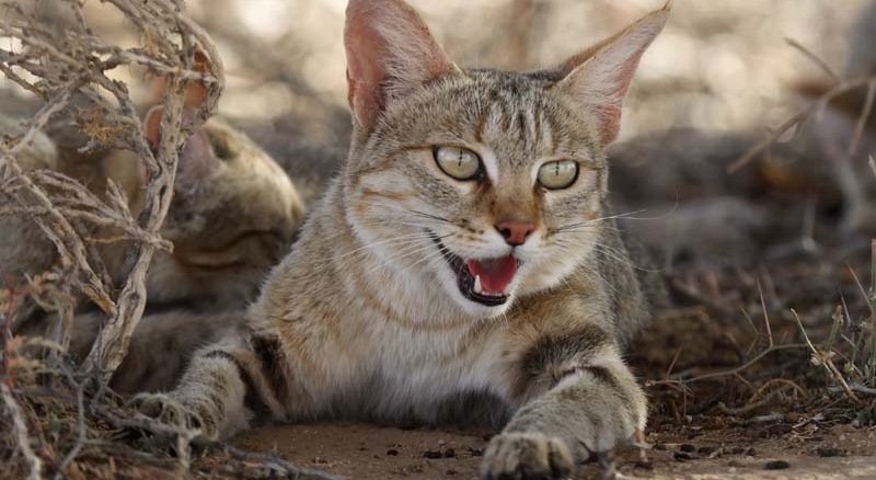 The Afro-Asiatic wildcat (Felis lybica) is the world’s most widely distributed small wildcat, and an ancestor of the domesticated cat.