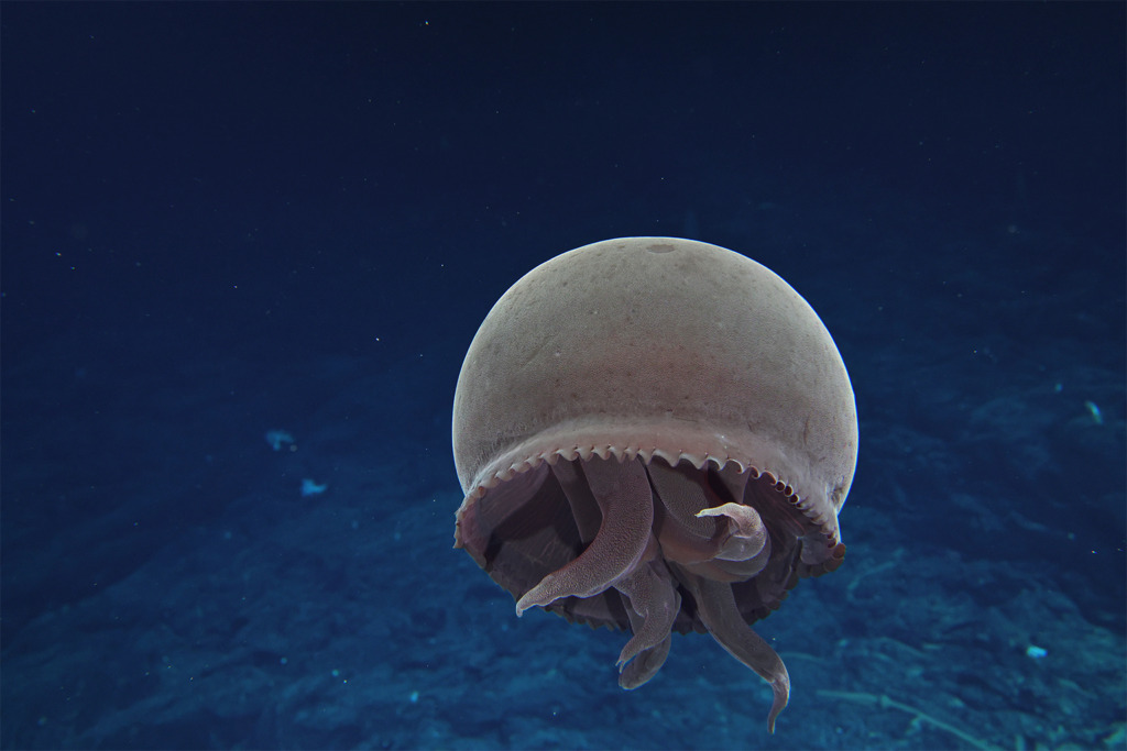 Tiburonia granrojo, sometimes called “big red jellyfish” or “big red jelly” in English. This photograph was taken by a remotely operated vehicle at a depth of 1,134 meters (3,720 feet) in April 2025 in the Papahānaumokuākea Marine National Monument in the central Pacific Ocean, as part of a U.S. National Oceanic and Atmospheric Administration (NOAA) expedition. I