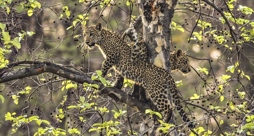 Two leopards photographed in India’s Satpura National Park, in Madhya Pradesh.