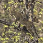 Leopards live in one of India’s largest cities