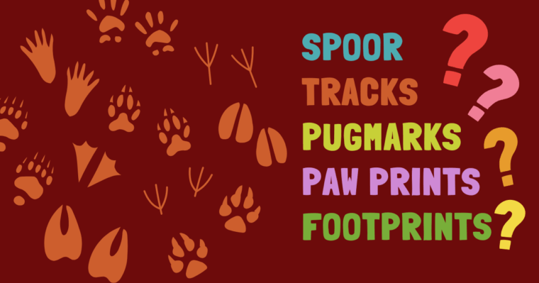 animal tracks graphic