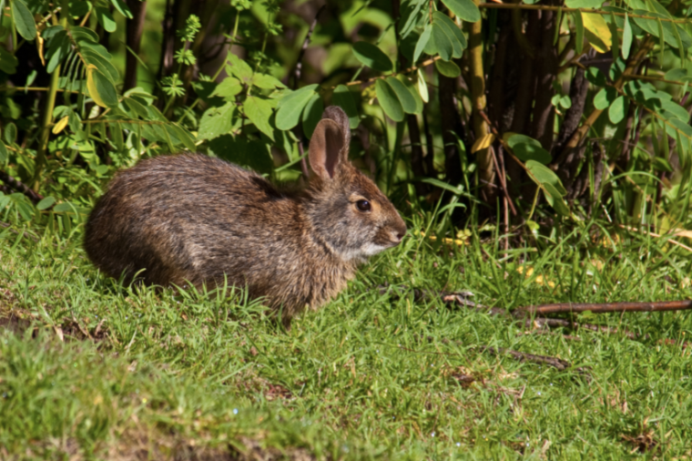 Photograph of an Omiltemi cottontail rabbit taken in 2009 by photographer Stephen John Davies