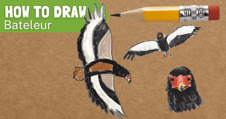 How to draw a bateleur thumbnail graphic