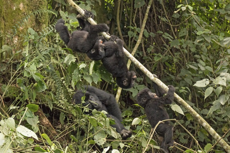 Baby gorillas playing.