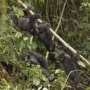 Fun facts about gorillas