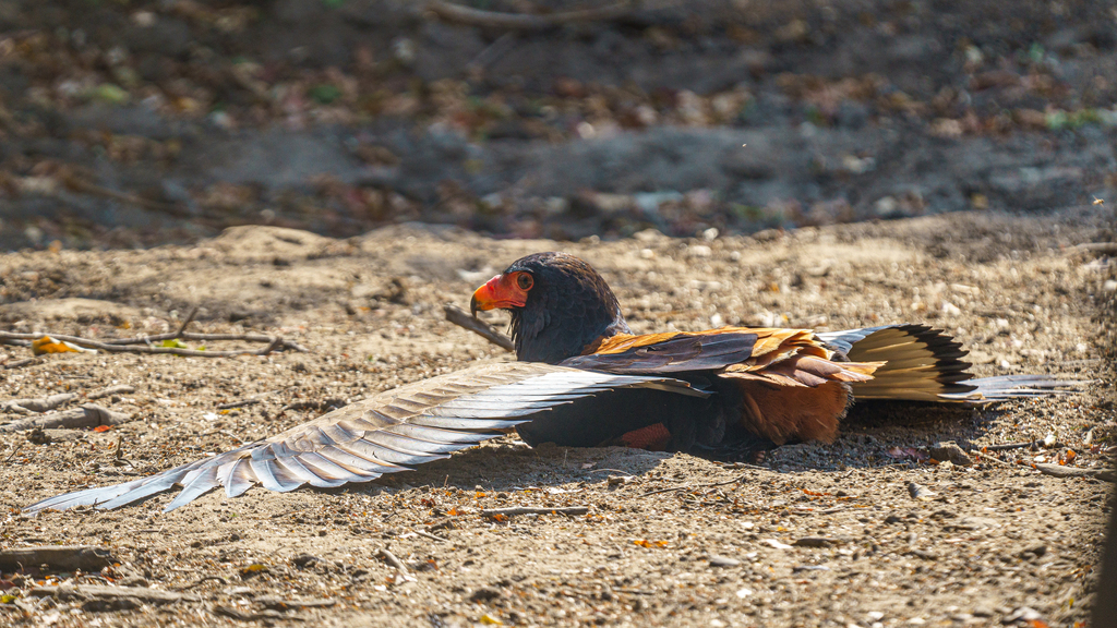 A bateleur anting.