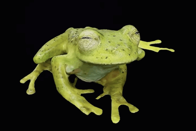 A 3D scanned frog