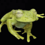 How to make a digital frog