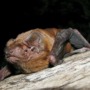 Mystery solved! Scientists discover how the greater noctule bat hunts birds