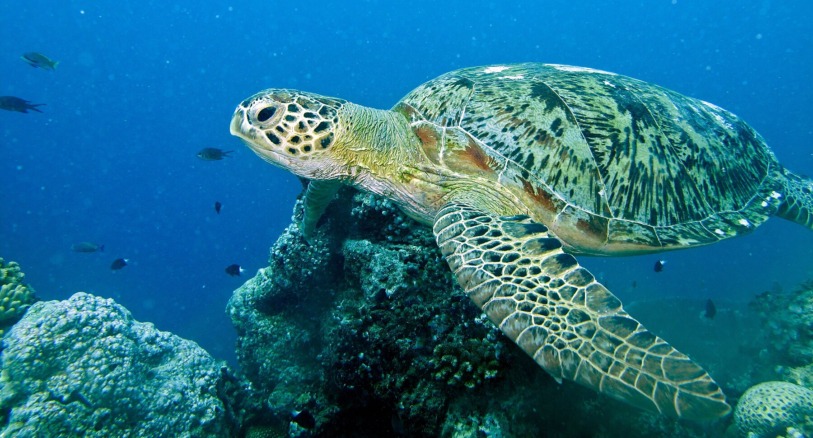 a green sea turtle
