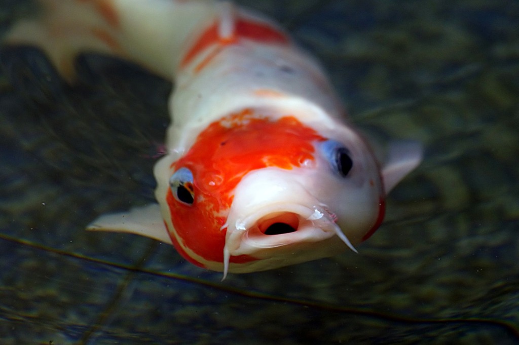 It's a koi!