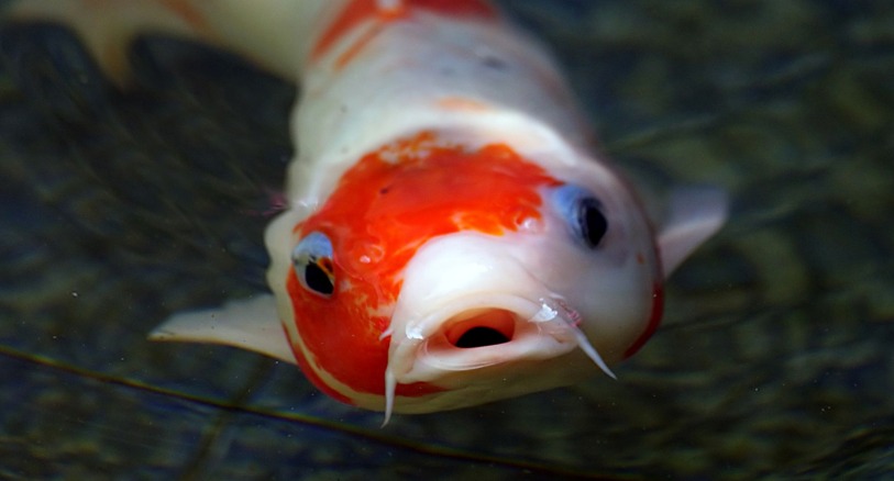 It's a koi!