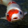 Fun facts about koi