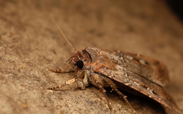 Australia’s iconic Bogong moth. Image courtesy of Ajay Narendra, Macquarie University.
