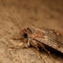 Australian moths use the Milky Way to guide their migration