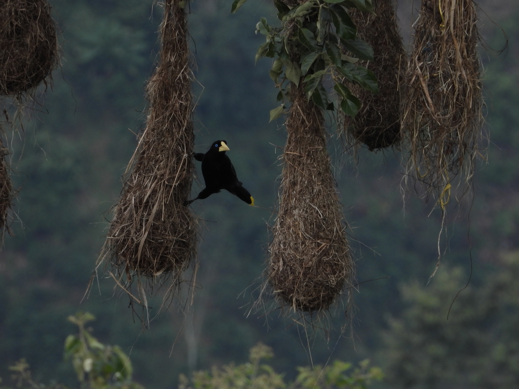 A crested oropendola bird and hanging nests