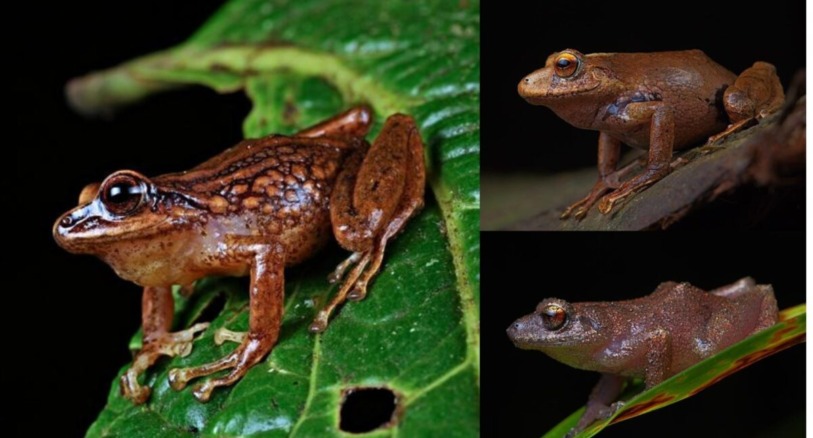 Pristimantis chinguelas, P. nunezcortezi and P. yonke (clockwise from left) courtesy of Germán Chávez.