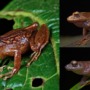 Three new frog species are found hanging out in the Peruvian Andes