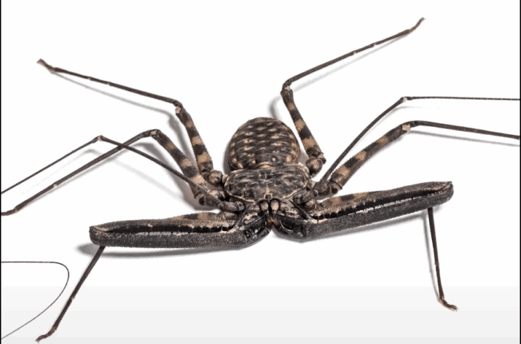whip spider