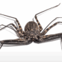 Meet the whip spider: Creepy, cool, harmless