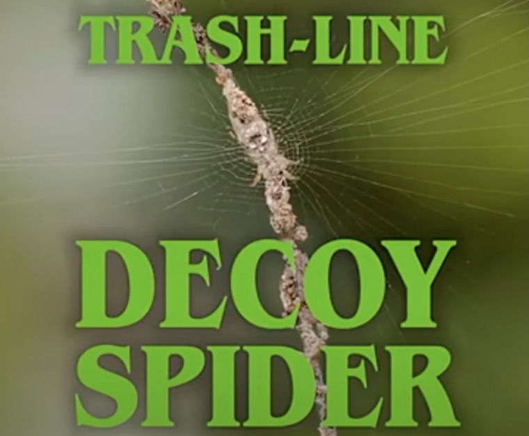 Screenshot of a trashline decoy spider