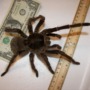 Fun facts about tarantulas