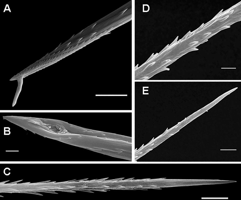 tarantula hairs in close up