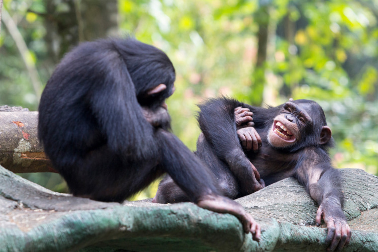 Chimpanzees in Taman Safari Bogor, Indonesia.