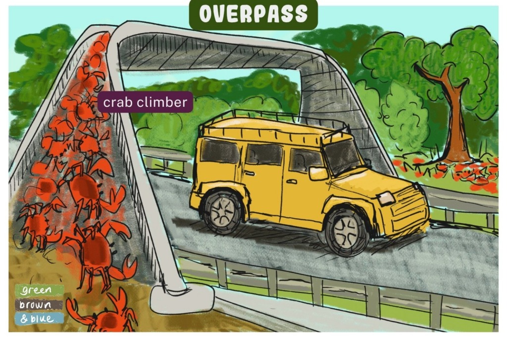 A crab road crossing on Christmas Island