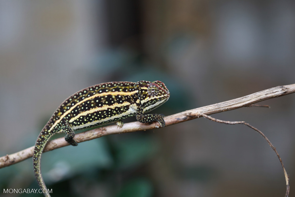 Madagascar Forest Chameleon