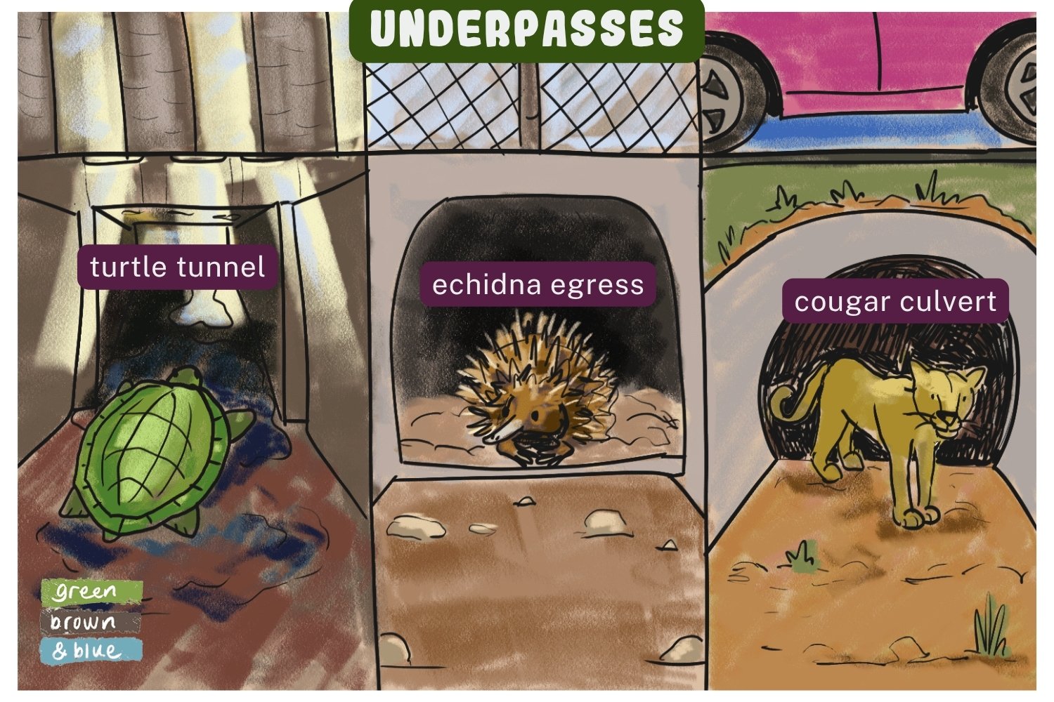 Wildlife underpasses help animals move under roadways