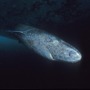 Greenland sharks can see in the dark