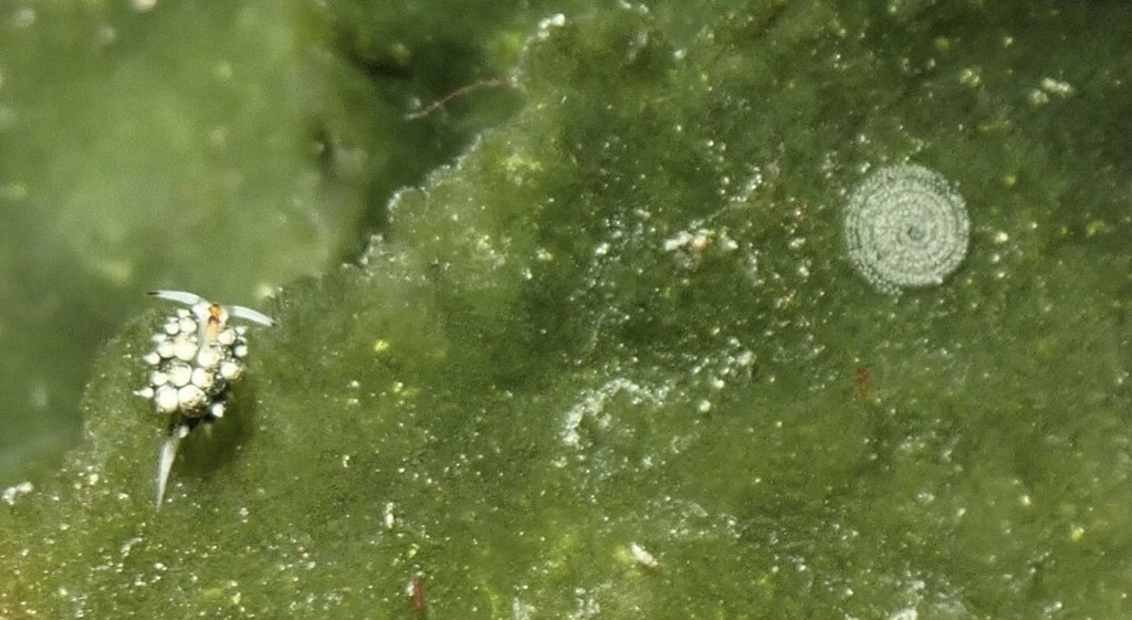 A leaf sheep sea slug