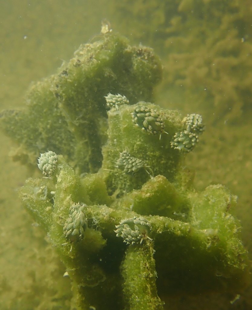 Leaf sheep on algae