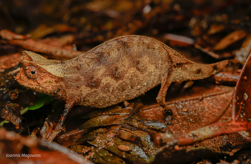 Brown leaf chameleon 